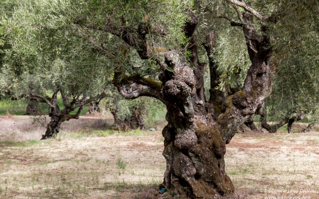 eeuwenoude olijfbomen Zakynthos