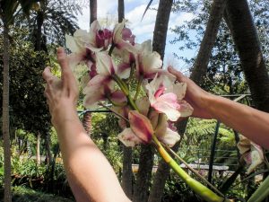 Inge voelt aan een mooie orchidee in Madeira